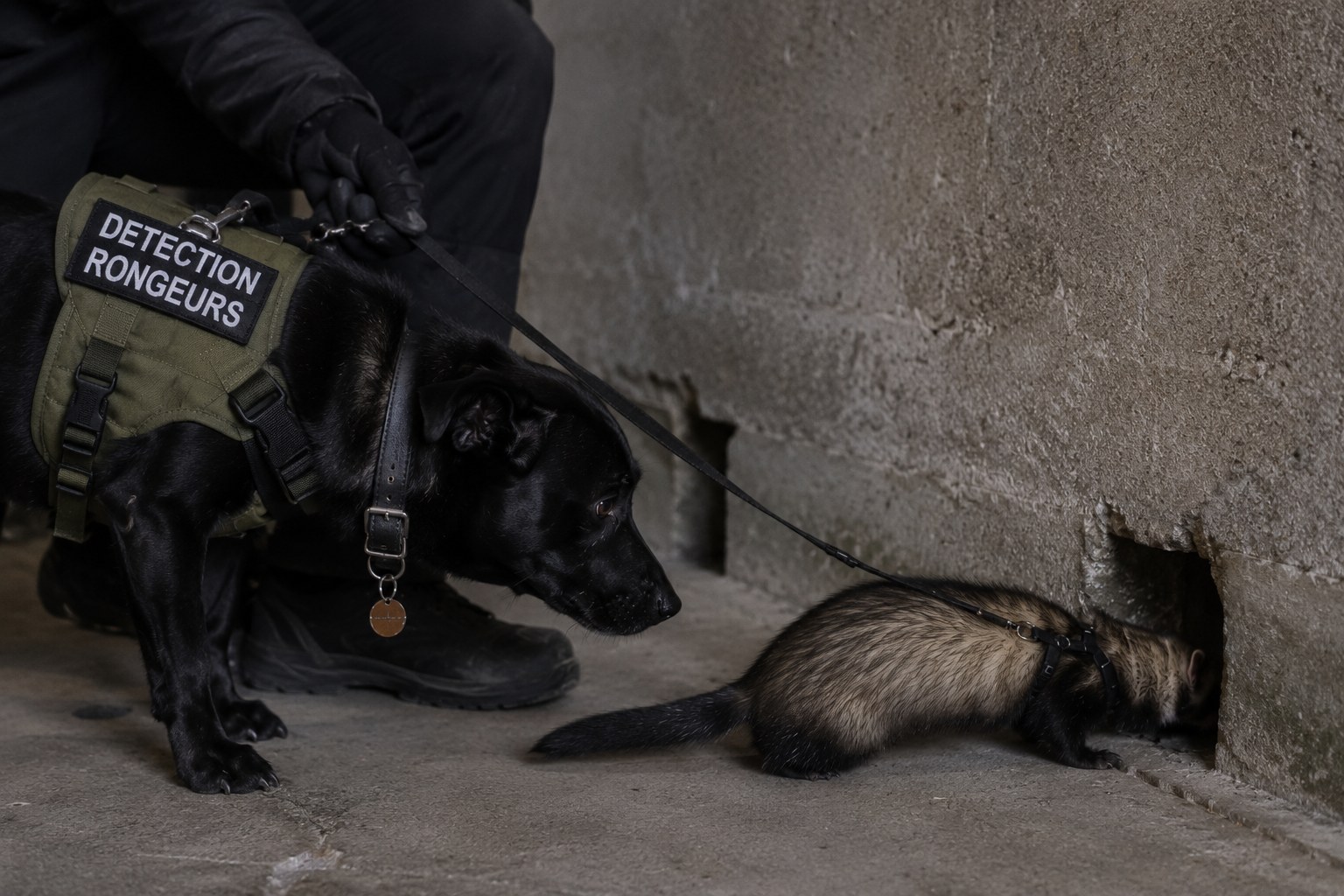 Illustration de dératisation par bioprédation : un chien et un furet près d’un passage de rongeurs