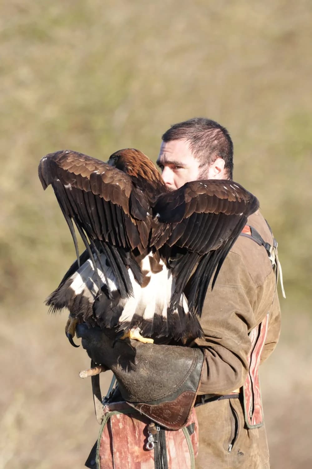 Rapace aux ailes ouvertes porté sur un gant de fauconnerie en extérieur