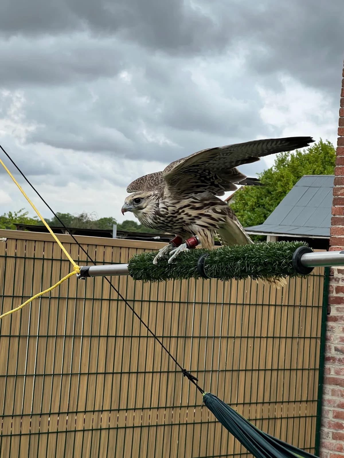 Rapace déployant ses ailes sur un perchoir extérieur