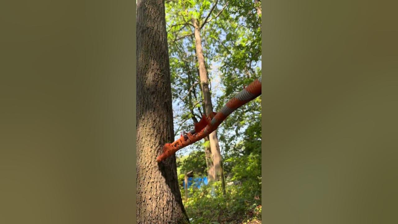 Miniature de la vidéo AnimalProTech : un tuyau d’aspiration au niveau d’un tronc d’arbre.