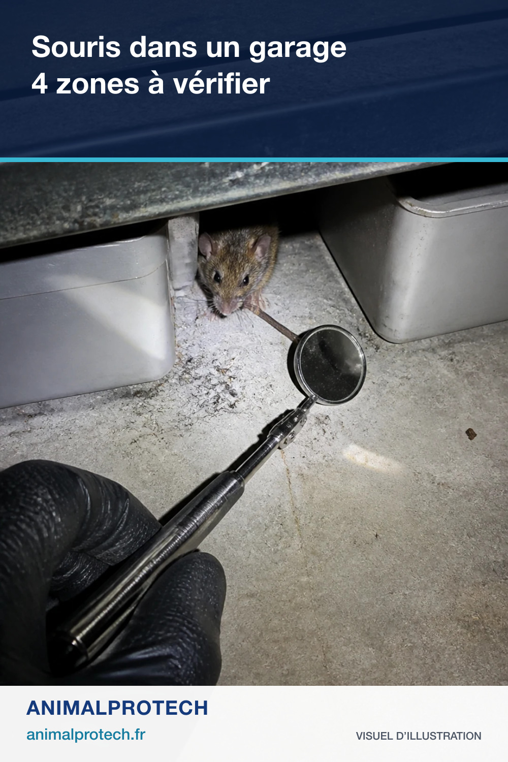 Visuel d’illustration : une souris sous une étagère de garage, observée avec une lampe et un miroir.